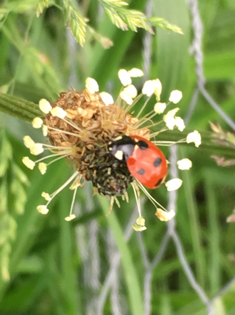 Weleda Gardens: Experiencing a medicinal plant garden in England’s Derbyshire