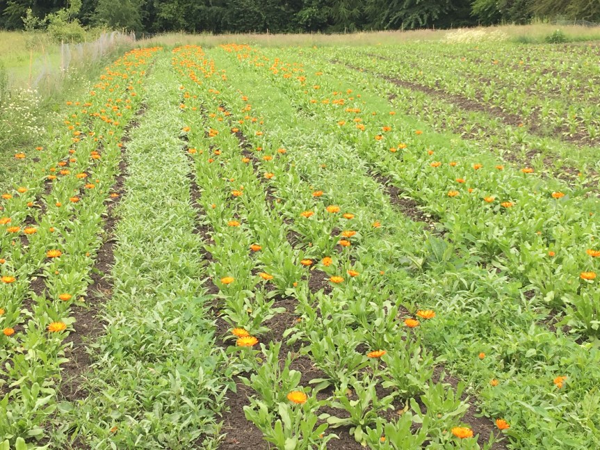 Weleda Gardens: Experiencing a medicinal plant garden in England’s Derbyshire