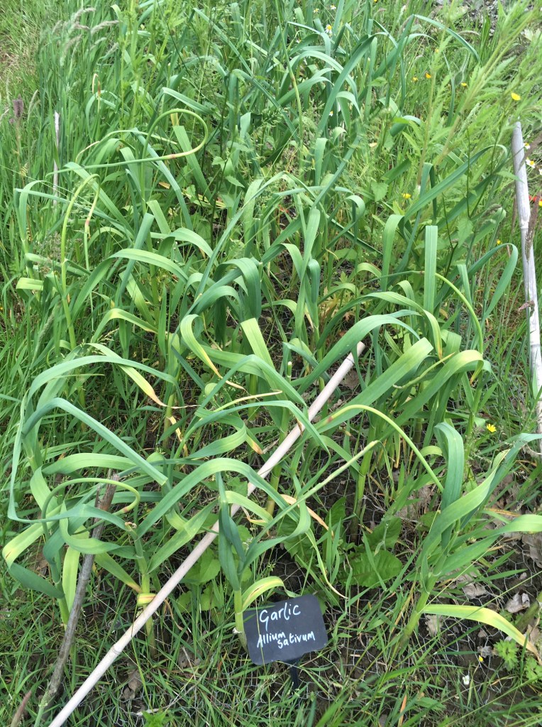 Weleda Gardens: Experiencing a medicinal plant garden in England’s Derbyshire
