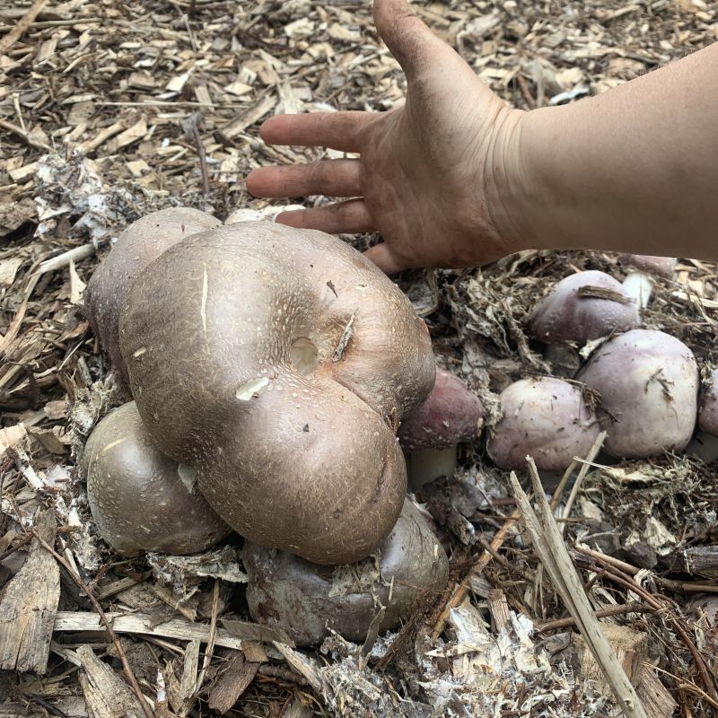 Wine Cap Mushroom Cultivation: Wood Chips, Garden Beds, Recipes, and More — The Druid’s&nbsp;Garden