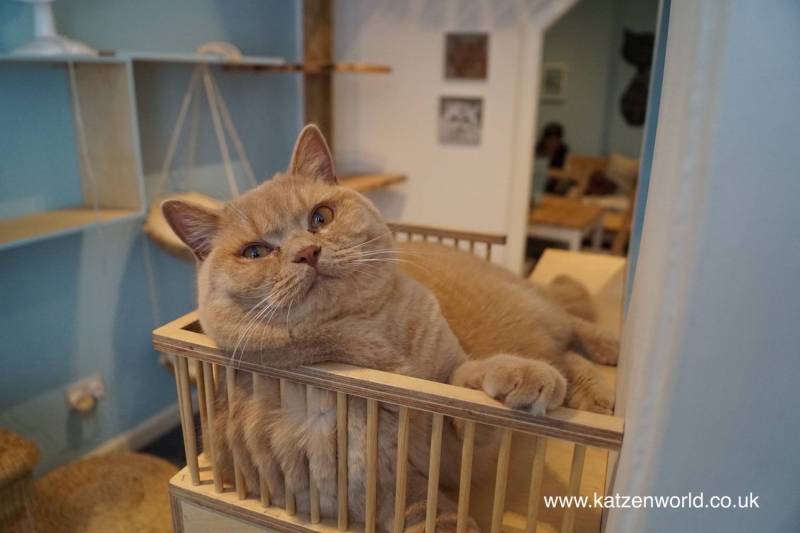 Cat Travel: Maison de Moggy a place to relax, recover and enjoy —&nbsp;Katzenworld