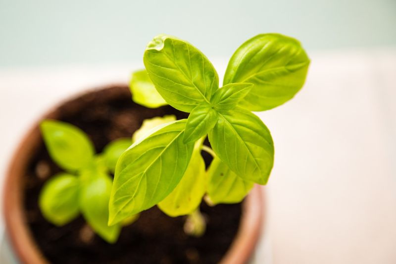 3 Herbs to Place in Pots Indoors to Banish Insects from Your Home — Life & Soul&nbsp;Magazine