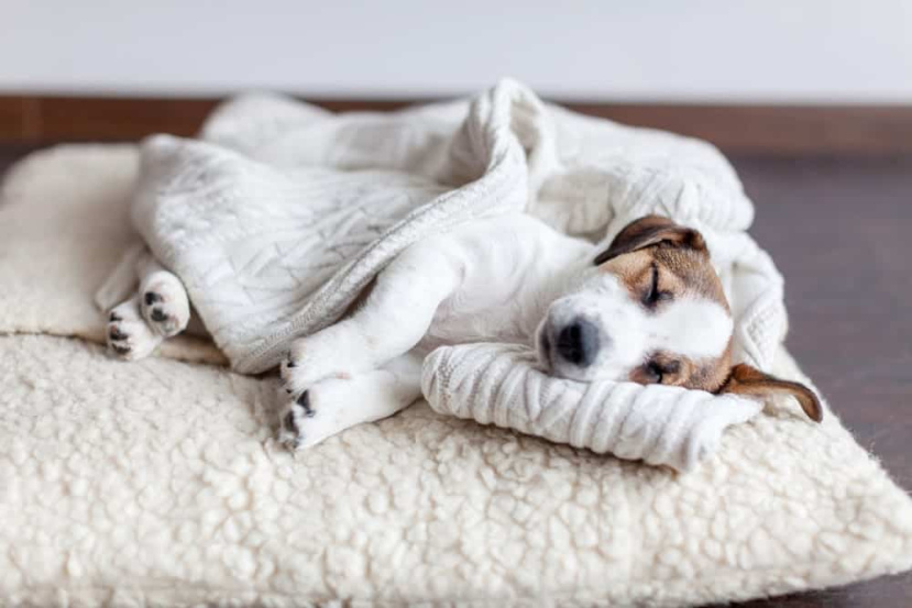 Feng Shui For A Dog-Friendly Home — Woosah&nbsp;Zen
