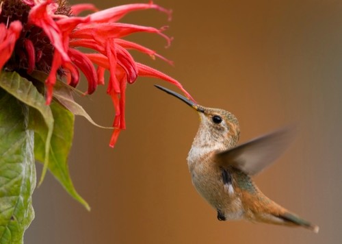 Attract Pollinators for a Productive Edible&nbsp;Garden