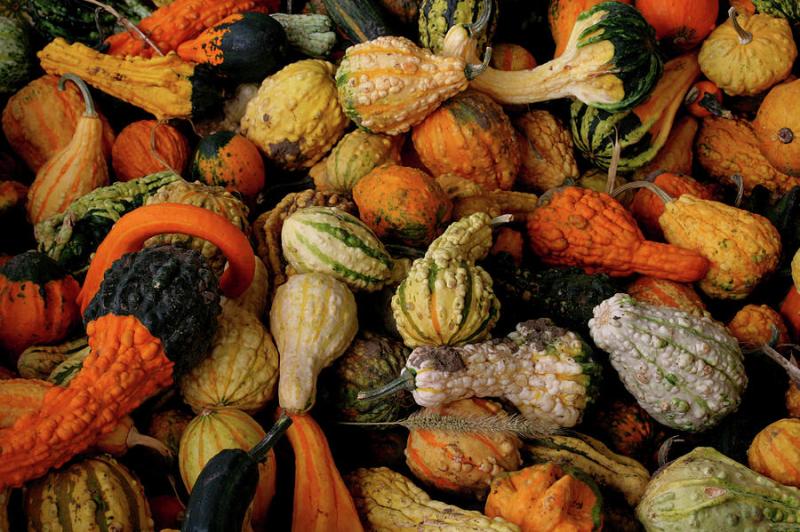 Fall Gourds — Good Witches&nbsp;Homestead