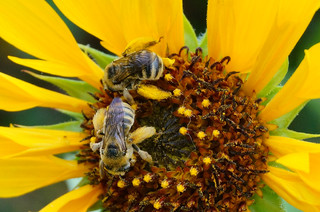 Beekeeping Without a&nbsp;Hive