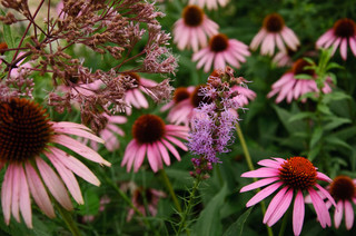 10 Top Flowering Native Plants for Beauty and Wildlife&nbsp;Benefit