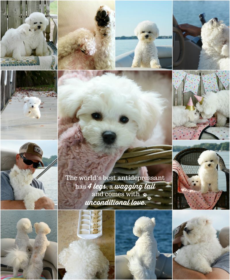 The World’s Best Antidepressant and National Dog Day — Home is Where the Boat&nbsp;Is