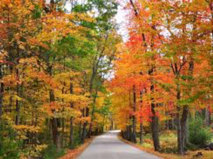 The Best Spots To Stop And Admire The Fall Foliage This Year —&nbsp;Society19