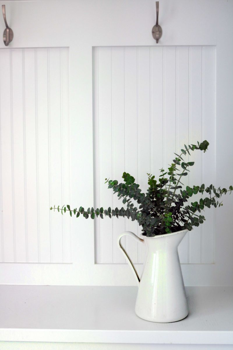 Eucalyptus and Witchcraft:  9 Ways to Use It — Moody&nbsp;Moons