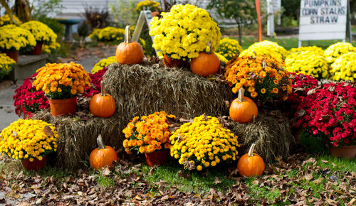 20 Favorite Flowers for the Fall&nbsp;Landscape