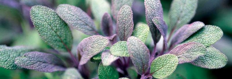 Sage: The Herb of Thanksgiving — Crooked Bear Creek Organic&nbsp;Herbs