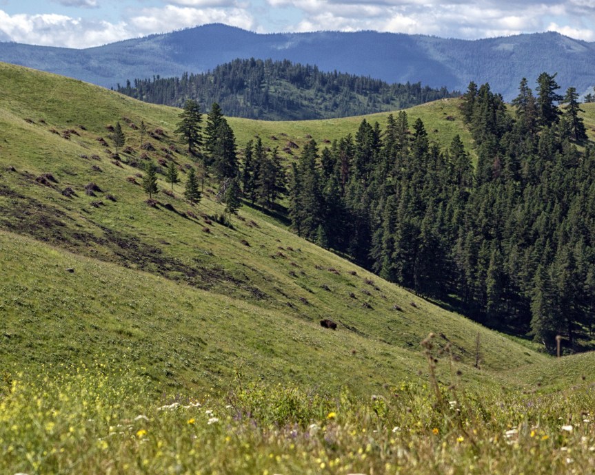 The National Bison Range: Happy National Bison&nbsp;Day!