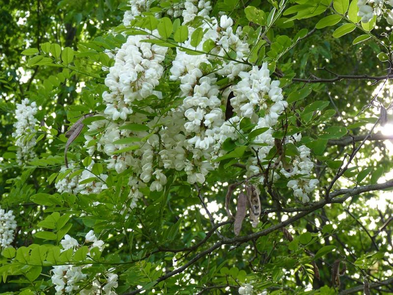 Sacred Tree Profile: Black Locust’s Medicine, Magic, Mythology and Meanings — The Druid’s&nbsp;Garden