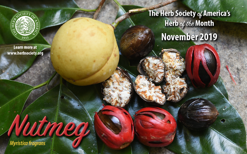 Nutmeg – The Rest of the&nbsp;Story