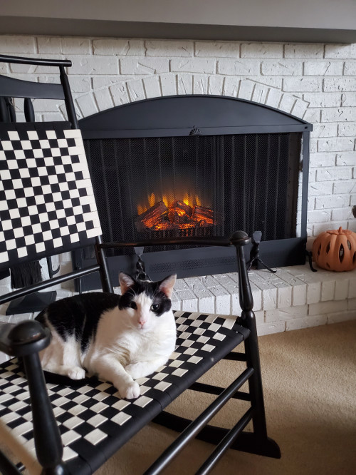 30 Dogs and Cats Cozying Up for the&nbsp;Holidays