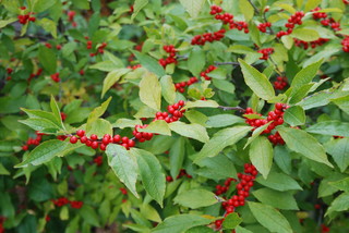 12 Gorgeous Flowers and Shrubs for Winter&nbsp;Gardens