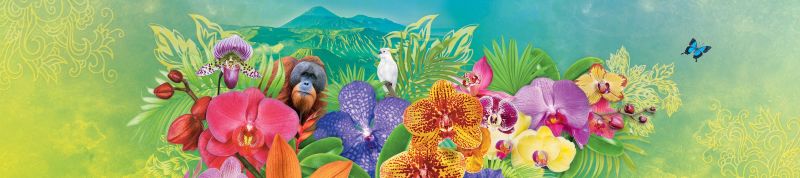 Kew Orchid Festival 2020 celebrates Indonesia’s wildlife and plant diversity — Life & Soul&nbsp;Magazine