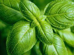 Basil — Ravenhawks’ Magickal Mystical&nbsp;Places