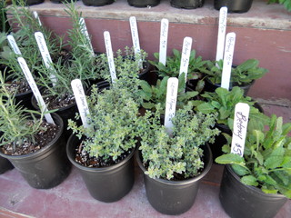 How to Grow Herbs&nbsp;Indoors