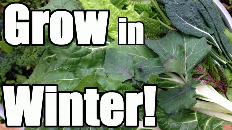 8 Keys to Growing in Winter in an Unheated Greenhouse (Hoop House) — Organic Gardening Advice &&nbsp;Tips