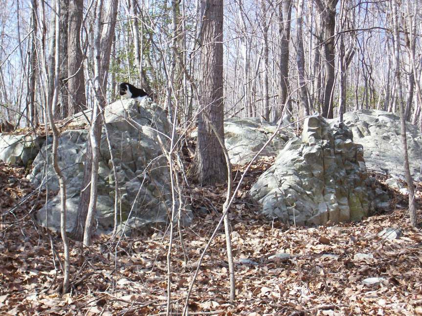 Shapeshifting into the Land:  The Sacredness of&nbsp;Place