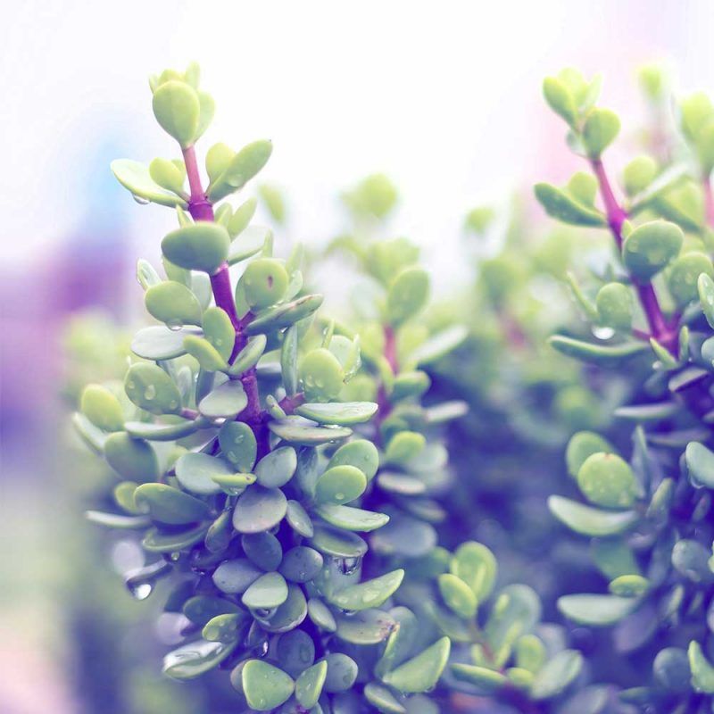 #SpekboomChallenge: South Africans take on fight against climate challenge by planting carbon-guzzling, indigenous Spekboom plant — Life & Soul&nbsp;Magazine