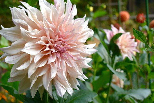 5 Summer-Blooming Bulbs to Plant This&nbsp;Spring