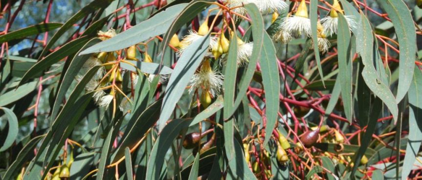 What Are the Health Benefits of&nbsp;Eucalyptus?