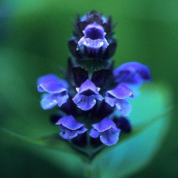 Self Heal Serum – LearningHerbs — Crooked Bear Creek Organic&nbsp;Herbs