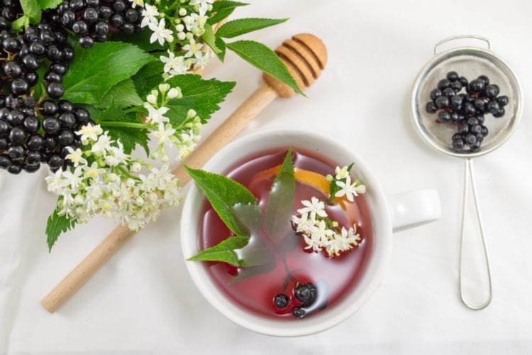 The Truth about Elderberry (Sambucus nigra) |&nbsp;DonnieYance.com