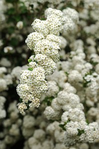 Beltane Herb/Plant~~Hawthorn