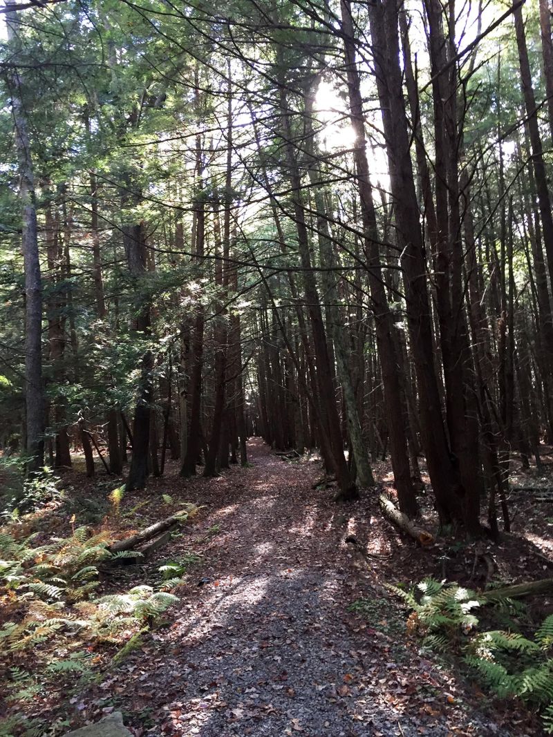 Spiritual Lessons of Ecological Succession for the Pandemic: Healing the Land, Healing the Soul — The Druid’s&nbsp;Garden