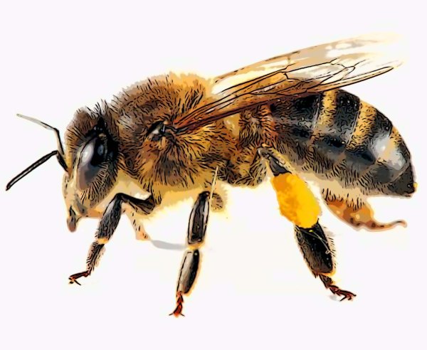 honeybee