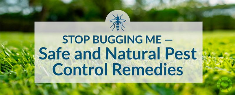 Safe and Natural Pest Control Remedies [Visual] —&nbsp;ecogreenlove