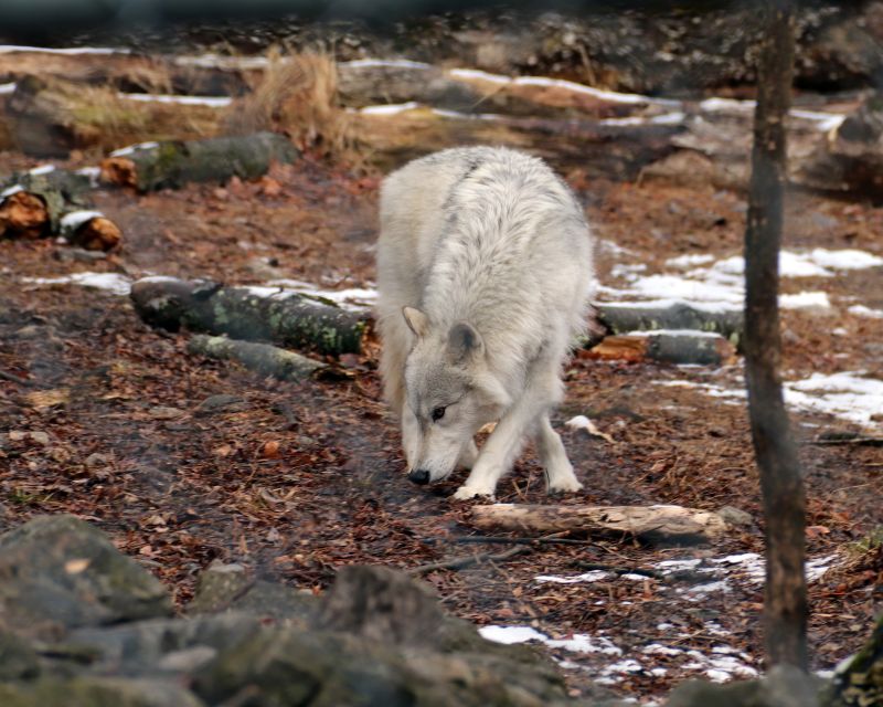 Lakota Wolf Preserve — National Parks With&nbsp;T