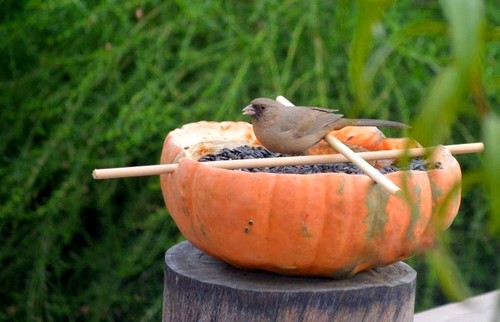 Enjoy Your Pumpkins Beyond&nbsp;Halloween