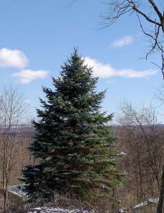 The beautiful blue spruce looking across the landscape