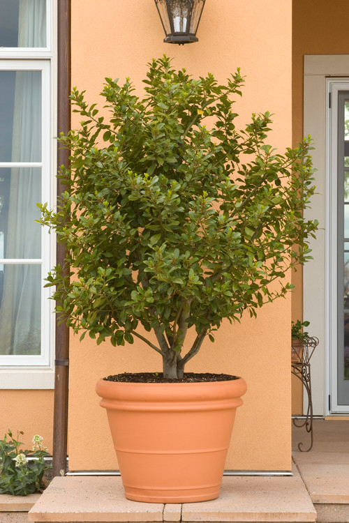 10 Top Trees to Grow in&nbsp;Containers