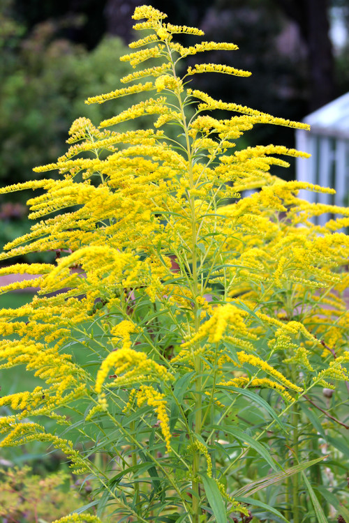 Got Allergies? 9 Plants to Avoid and What to Grow&nbsp;Instead