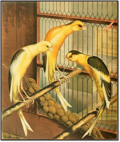 1878 Ludlow canaries caged birds Wikipedia