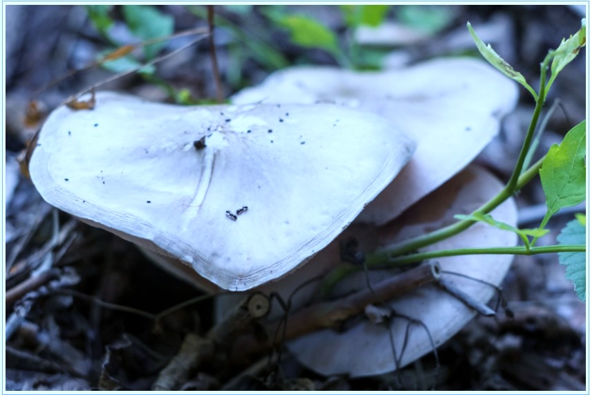Fungus mushroom Tim Price