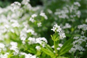Beltane Herb: Sweet Woodruff